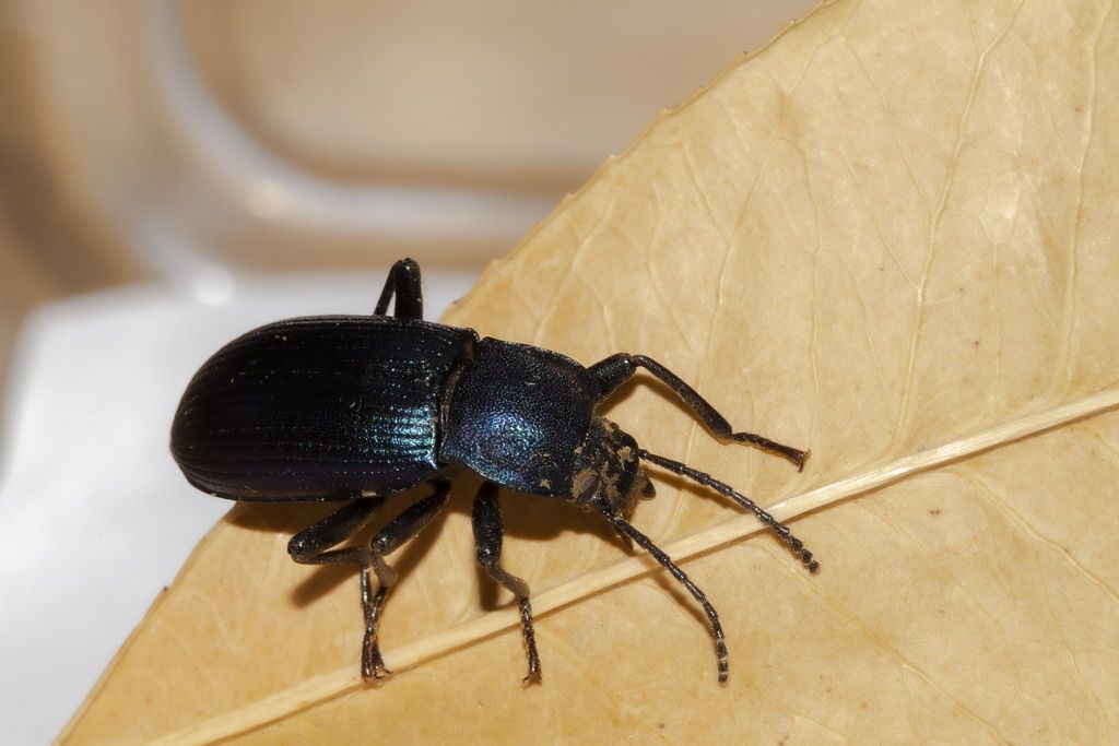 Helops rossii (Tenebrionidae)
